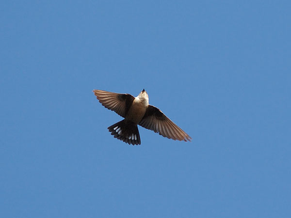 Kalliopääsky, Eurasian Crag Martin, Ptyonoprogne rupestris